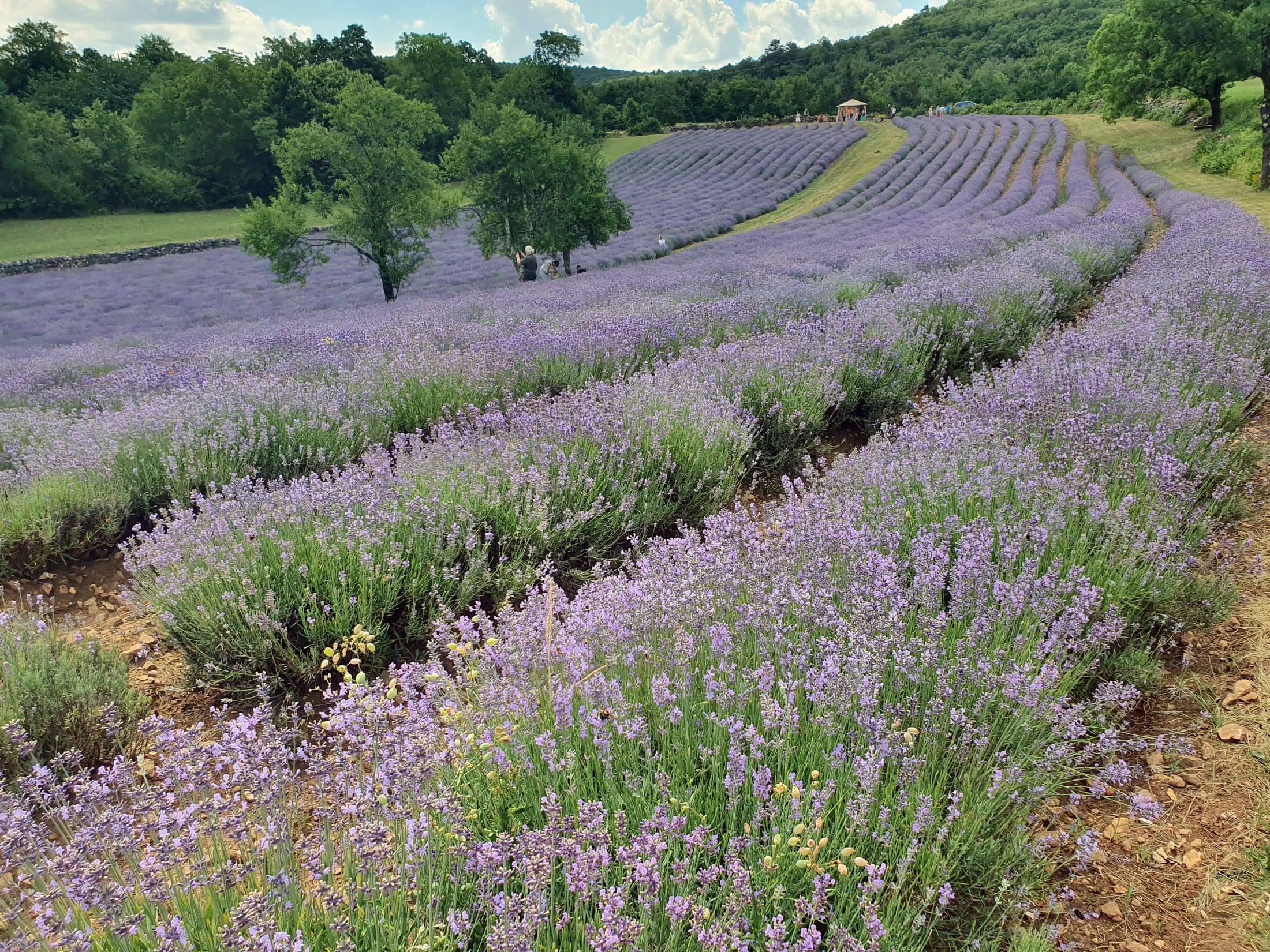 Rocno nabrani cvetovi prave sivke na Krasu iz katerih nastaja naravni sivkin sirup OTTA®